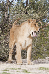 lionne
