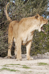 lionne