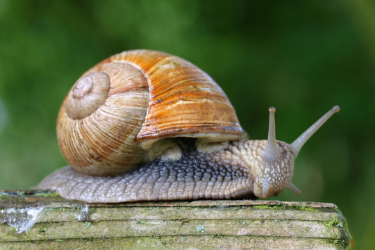 Large garden snail on garden bench