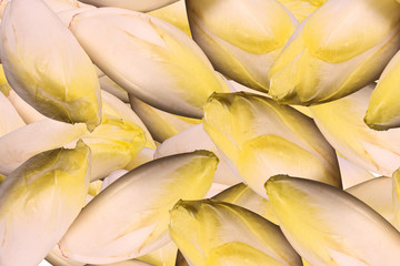 Fototapeta na wymiar Chicory