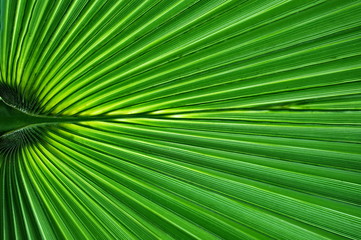 Obraz premium Palm leaf close-up