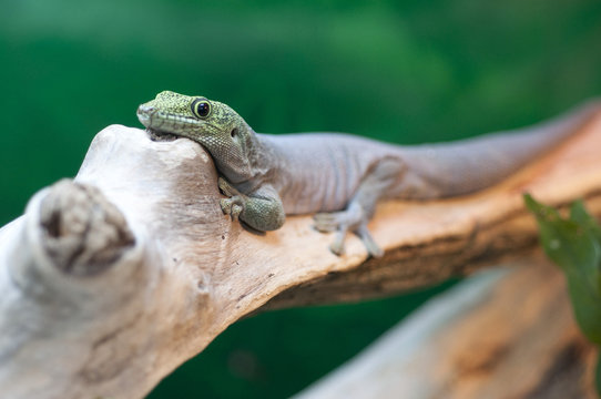 Gecko on Branch