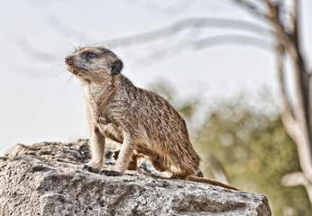 suricate