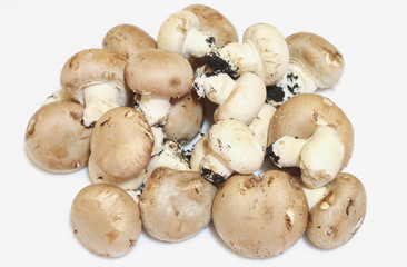 funghi misti