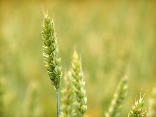 Organic green crop close up