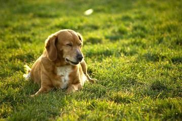 dog laying in grass at sunset