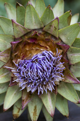 Artichoke flower head