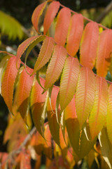 Sumac leaves in the fall