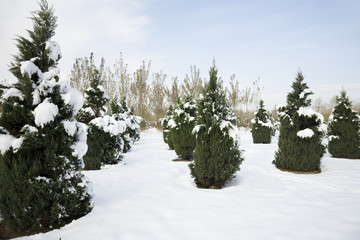 pine trees covered by heavy snow