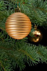 Golden baubles on pine branch