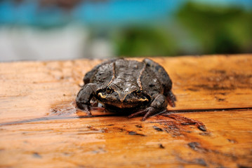 Garden frog