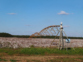 Center Pivot Irrigation System in a Ripe Cotton Field