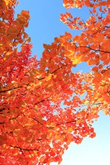 Herbstlaub Laubfärbung Indian Summer