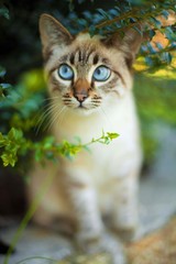 beautiful cat