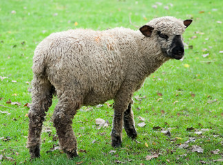 Black faced sheep