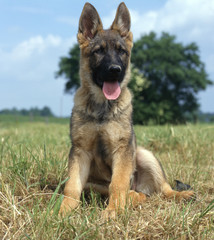Schaeferhund_114688