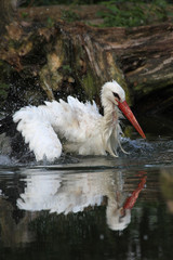 Badender Weißstorch