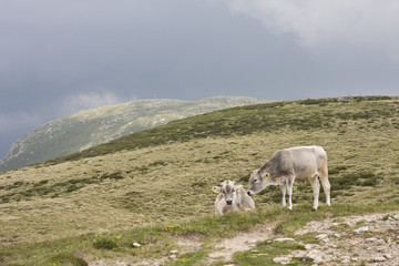 Fototapeta premium kühe in den alpen südtirols