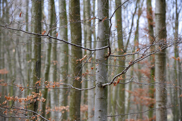 wald