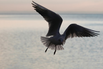 Graceful gull