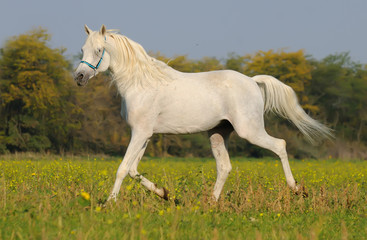 Plakat biały koni arabskich
