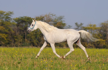 Naklejka na ściany i meble biały koni arabskich