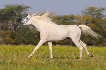 Naklejka na ściany i meble white arabian horse