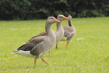 Im Gänsemarsch