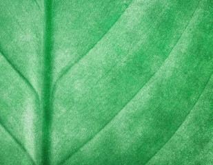 Obraz premium leaf pattern paint background
