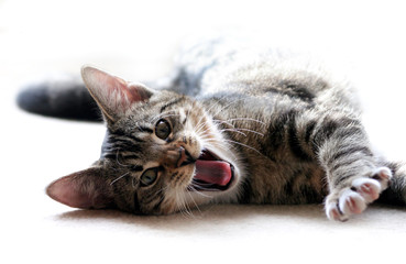 Katze Welpe räkelt sich und gähnt