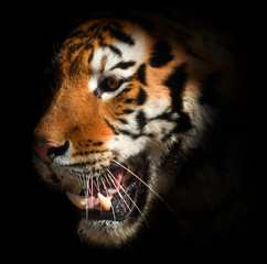 tiger