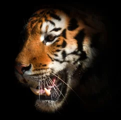 Papier Peint photo autocollant Tigre tigre