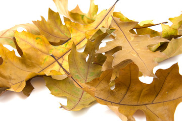 Autumn leaves over white background