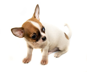 Chihuahua dog on white background