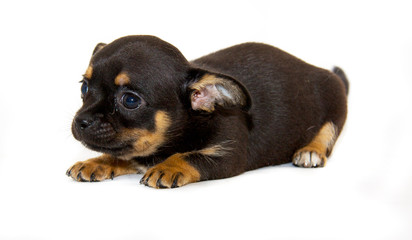 Obraz premium Chihuahua dog on white background