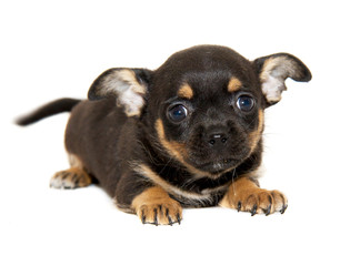 Chihuahua dog on white background
