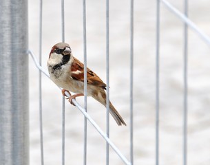 A sparrow perched on a fence