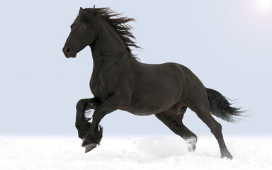 The horse gallops through the snow
