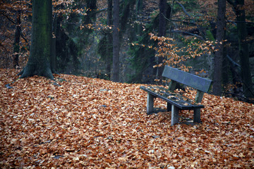 Bench in the forest in autumn