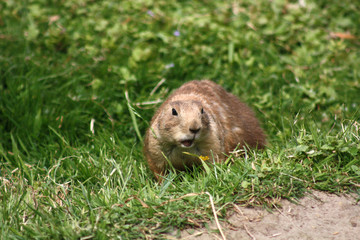 Erdhörnchen