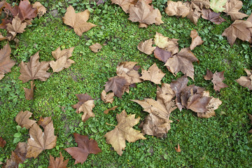 autumn leaf