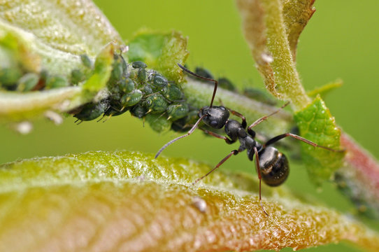 Fourmi et &eacute;levage de pucerons