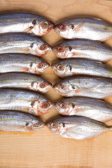 Close up of many fish