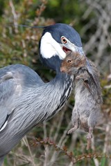 Heron Bird and Rat