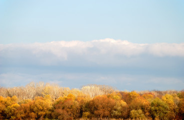 Landscape with trees against the sky