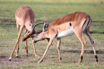 Fighting Impala Antelope