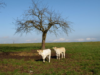 Kälber auf der  Wiese