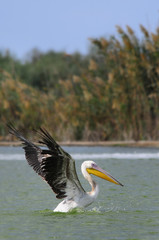 Great White Pelican (Pelecanus onocrotalus), lake Maayan Zvi