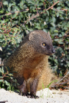 The Egyptian Mongoose (Herpestes ichneumon), Israel