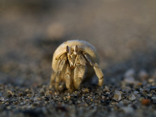 Hermitcrab